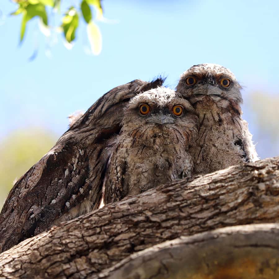 Mandurah: Murray River Lunch Cruise - Key points to know before booking