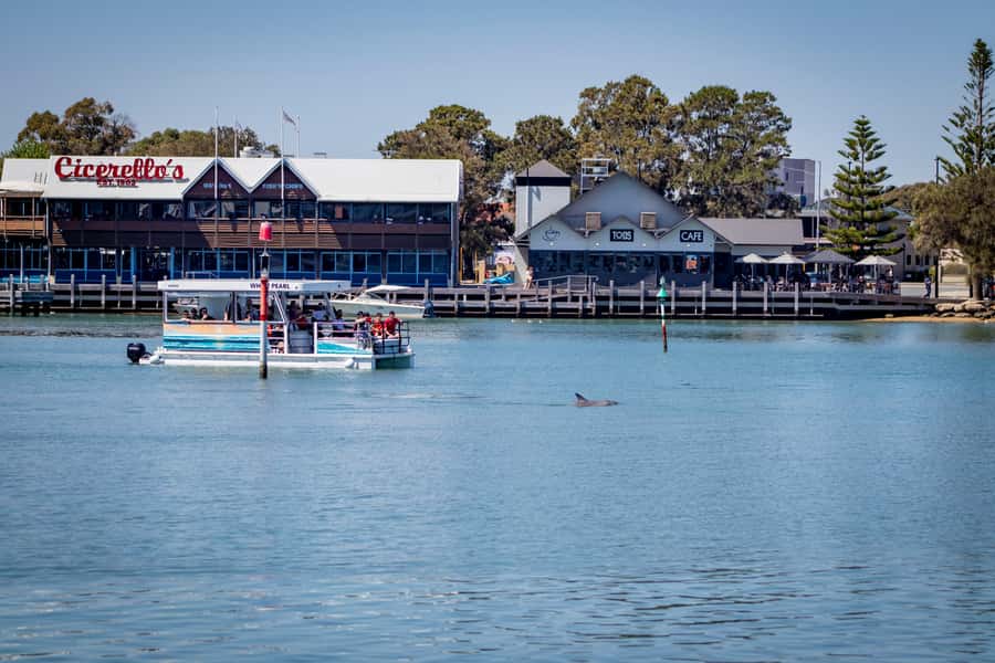 Mandurah: Sightseeing Dolphin Cruise with Tour Guide - Dolphin Quay and the marina boats