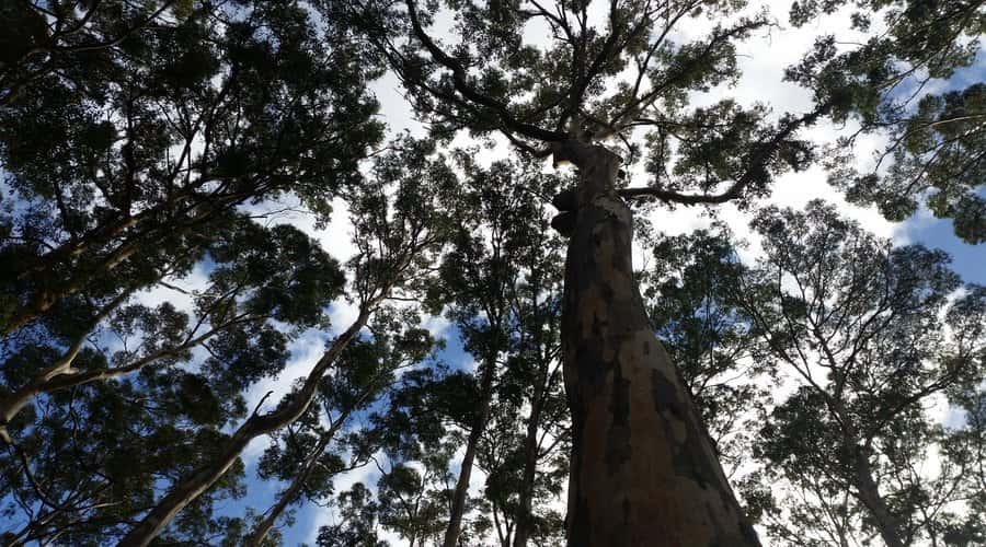 Margaret River and Busselton Jetty: Day Trip from Perth - Practical advice for a more comfortable day