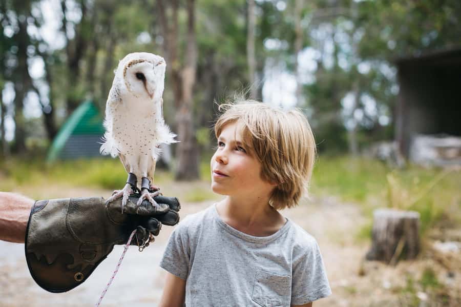 Margaret River: Birds of Prey Encounter and Forest Walk - Why the bird presentation works
