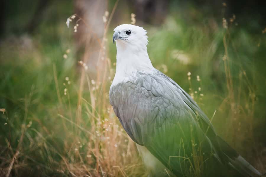 Margaret River: Birds of Prey Encounter and Forest Walk - Is this a good Margaret River family activity?