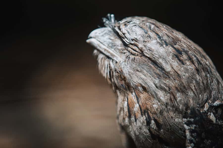 Margaret River: Birds of Prey Encounter and Forest Walk - Practical timing and planning advice