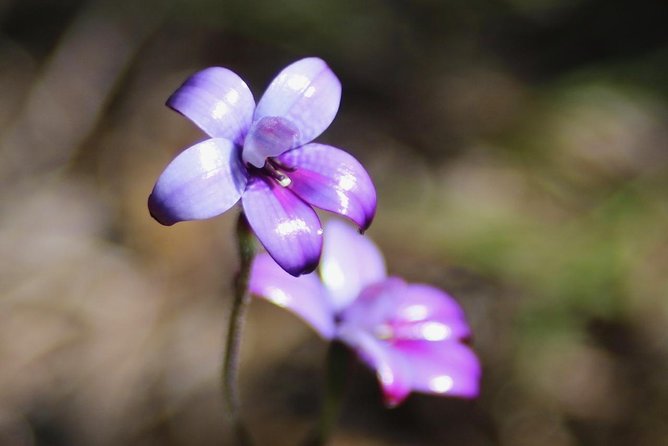 Margaret River Coastal and Wildlife Eco Trip from Busselton or Dunsborough - Walking the West Coast near Sugarloaf Rock