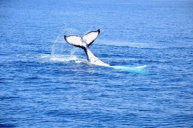 Margaret River Coastal and Wildlife Eco Trip from Busselton or Dunsborough - A local platter with a drink at the end