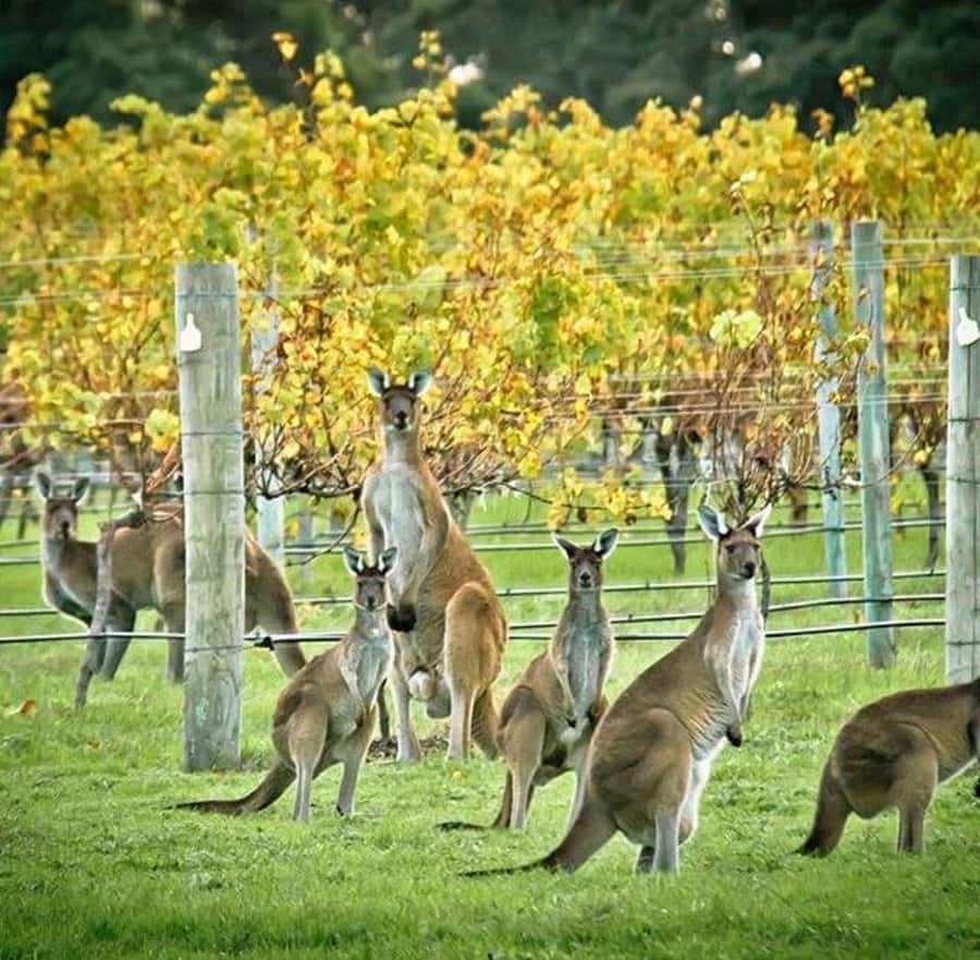 Margaret River: Full-Day Wine Tour - At a Glance: What Makes This Day Work
