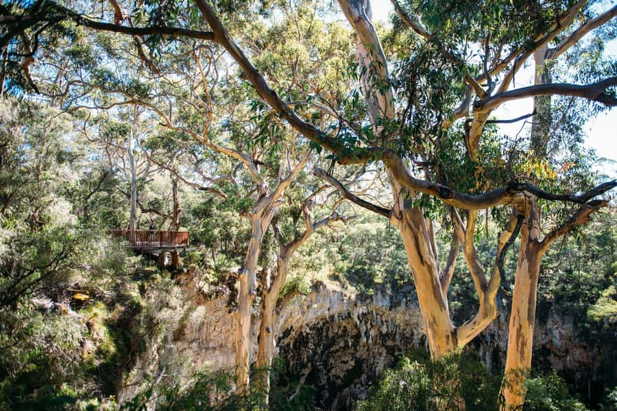 Margaret River: Lake Cave Fully-Guided Tour - The 300-step descent through the karri forest