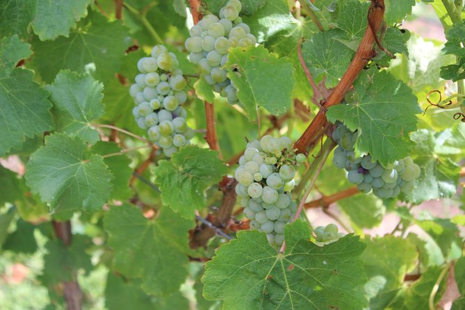 Margaret River Small-Group Full-Day Wine & Food Tour - Vasse Virgin adds an olive-oil twist