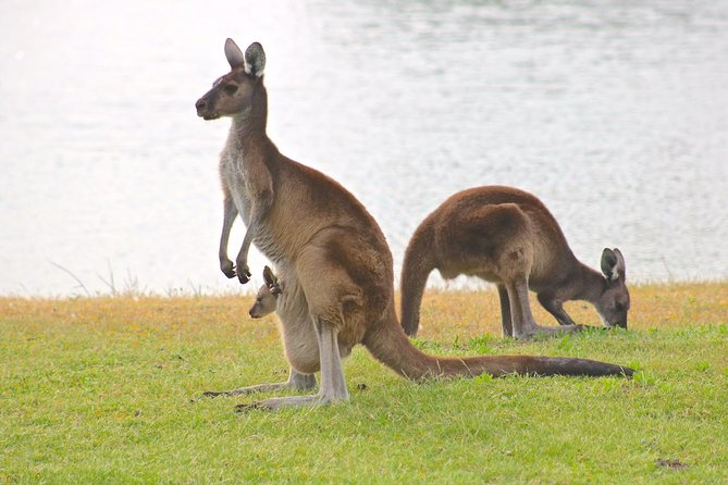 Margaret River Wine and Sights Discovery Tour from Busselton or Dunsborough - Caves Road and Margaret River wine country