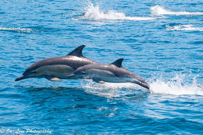 Maria Island Cruise and Guided Walk Day Tour with Lunch and Drinks - Why this Maria Island day feels different