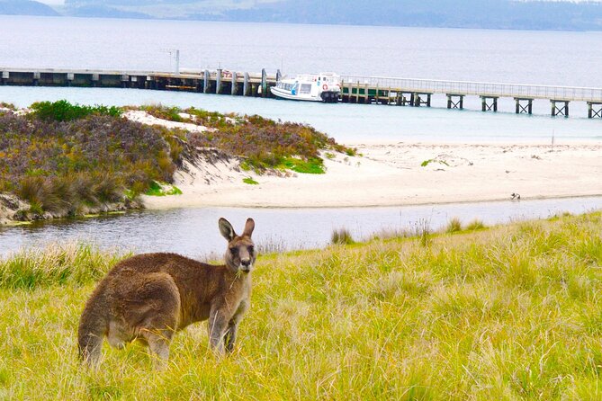 Maria Island Cruise and Guided Walk Day Tour with Lunch and Drinks - Morning tea, salad lunch, and Tasmanian drinks