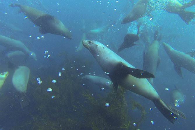 Maria Island Cruise and Guided Walk Day Tour with Lunch and Drinks - Free time, beaches, and a possible swim