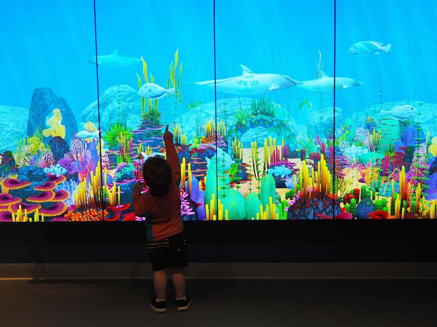 Marine Discovery Centre - Start with Bunbury’s wild dolphin story