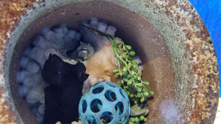 Marine Discovery Centre - Use the hands-on displays and Discovery Pool
