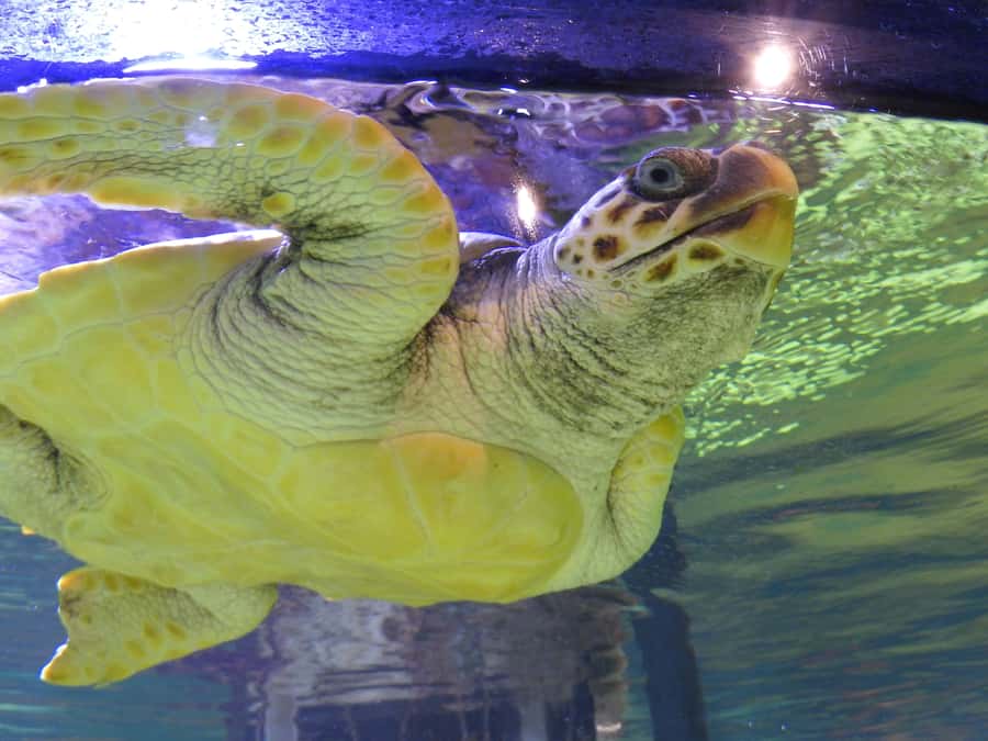 Marine Discovery Centre - Follow the waterway from river to reef