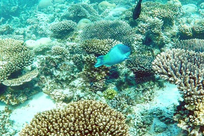 Marine Eco Safari - Swim with Manta Rays - Key points to know before booking