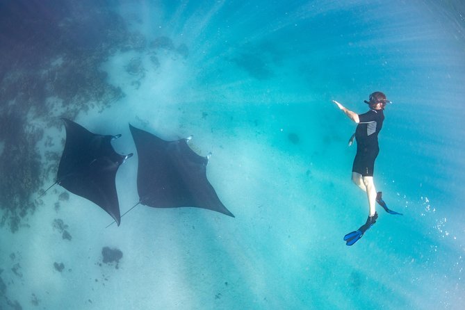 Marine Eco Safari - Swim with Manta Rays - Why the manta ray search is the main event