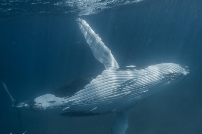 Marine Eco Safari - Swim with Manta Rays - Morning tea and the turtle sanctuary