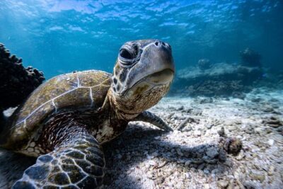 Marine Eco Safari – Swim with Manta Rays