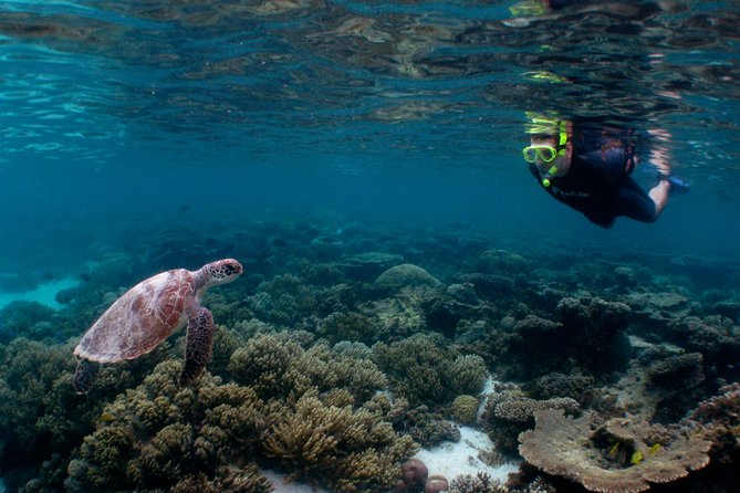 Marine Eco Safari - Swim with Manta Rays - The final snorkel makes the long day worthwhile