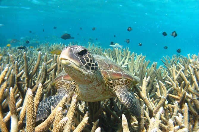 Marine Eco Safari - Swim with Manta Rays - Food, warmth, and what to bring