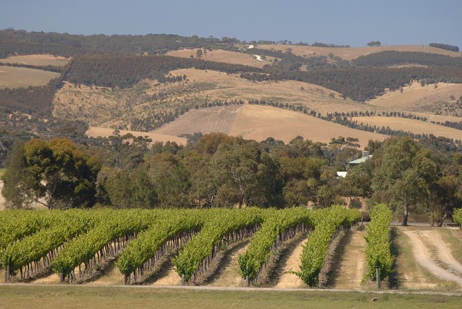 McLaren Vale and Glenelg Wine Tasting and Sightseeing (Half-day Afternoon) - What the guide adds to the experience