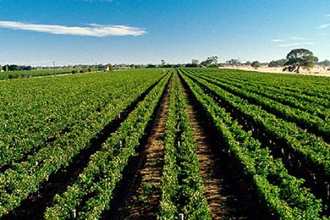 McLaren Vale Private Luxury Wine Tour - Full Day - Price, inclusions, and the real value