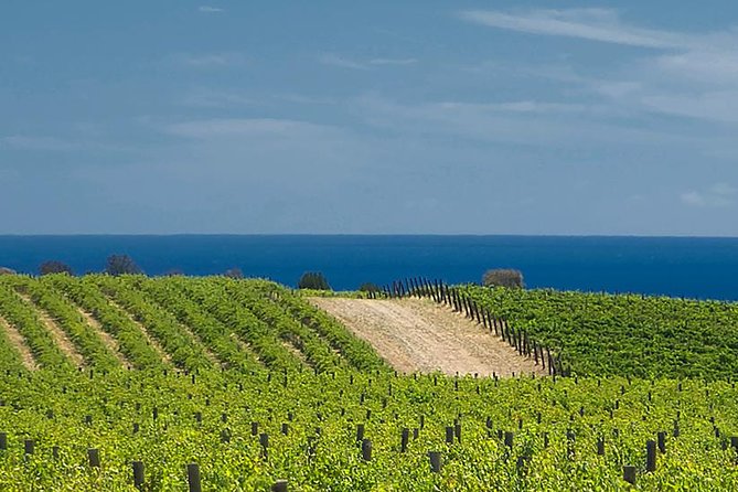 McLaren Vale Winery Small Group Tour with Wine Tasting and Lunch - Maxwell Wines, a working winery introduction