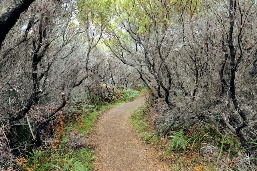 Melbourne: 12 Apostles, Otways & Great Ocean Road Day Tour - Walking down to Gibson Steps