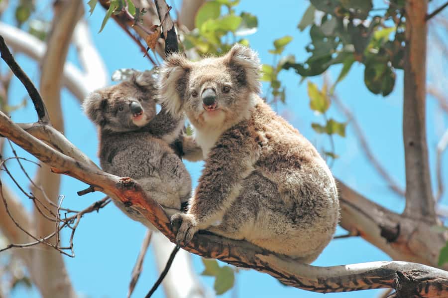 Melbourne: 12 Apostles, Otways & Great Ocean Road Day Tour - Entering Great Otways National Park