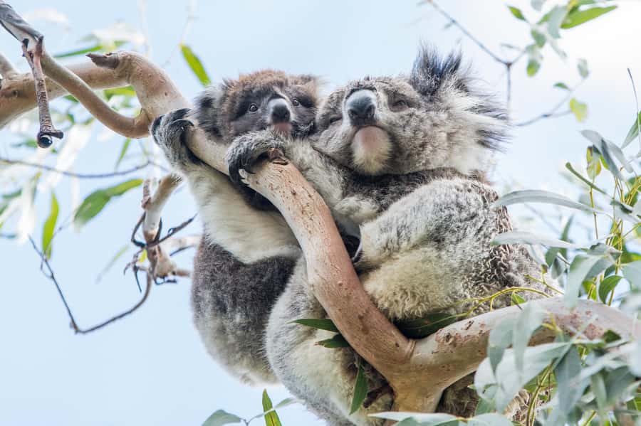 Melbourne: 2-Day Great Ocean Road & Grampians Tour - Why this two-day route works