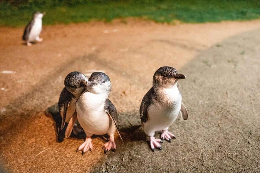 Melbourne: Boutique Phillip Island Wine, Dine & Penguin Tour - Phillip Island Winery brings the best meal