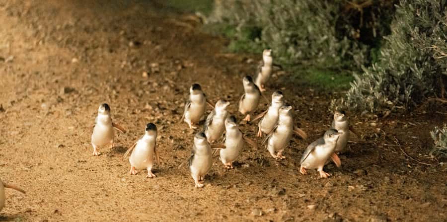 Melbourne: Boutique Phillip Island Wine, Dine & Penguin Tour - Flynns Beach and the smaller wildlife moments