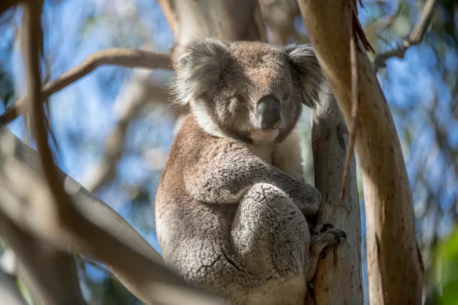 Melbourne: French and Phillip Island Wildlife Expedition - Why the two-island plan works