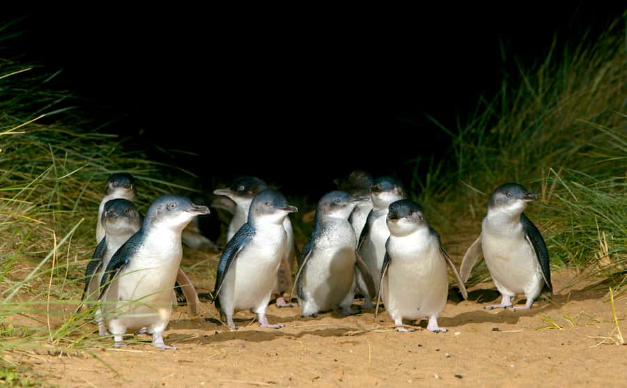 Melbourne: French and Phillip Island Wildlife Expedition - The 2.5-hour French Island 4WD search