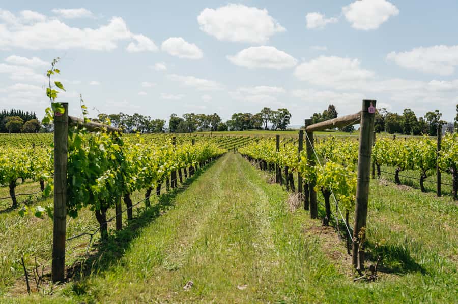 Melbourne: Full-Day Yarra Valley Wine Experience with Lunch - Four wineries, a winery lunch, and a full day outside Melbourne