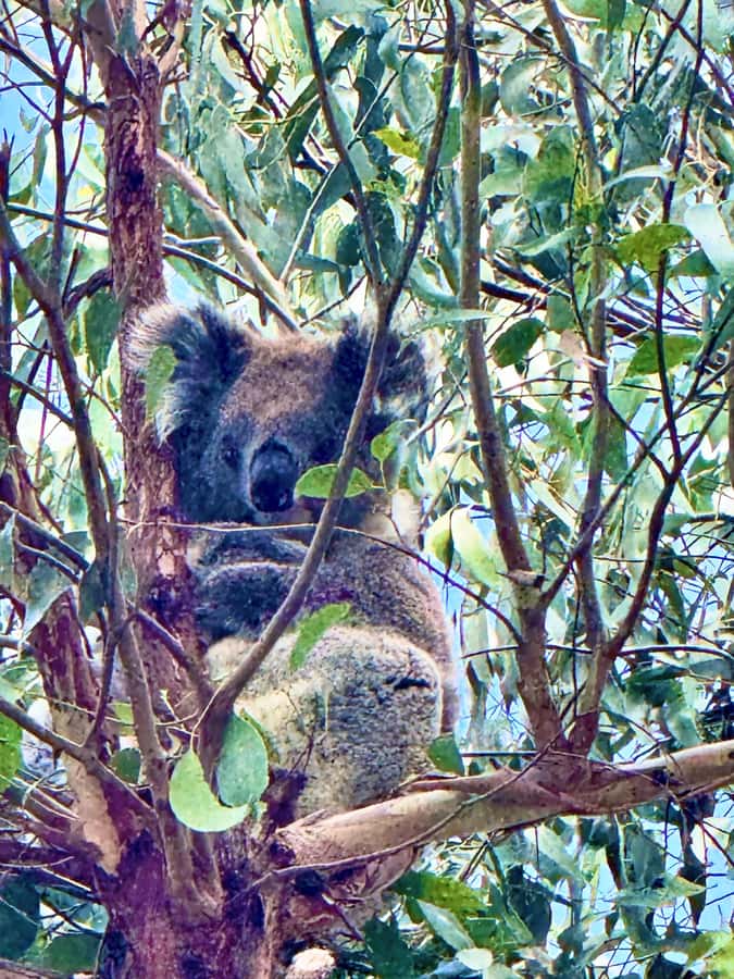 Melbourne Great Ocean Road Benz SmallGroup&LuxCoach BigGroup - Kennett River, koalas, and eucalyptus forest