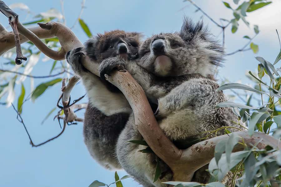 Melbourne: Great Ocean Road & Rainforest Trip - Why this Great Ocean Road day works