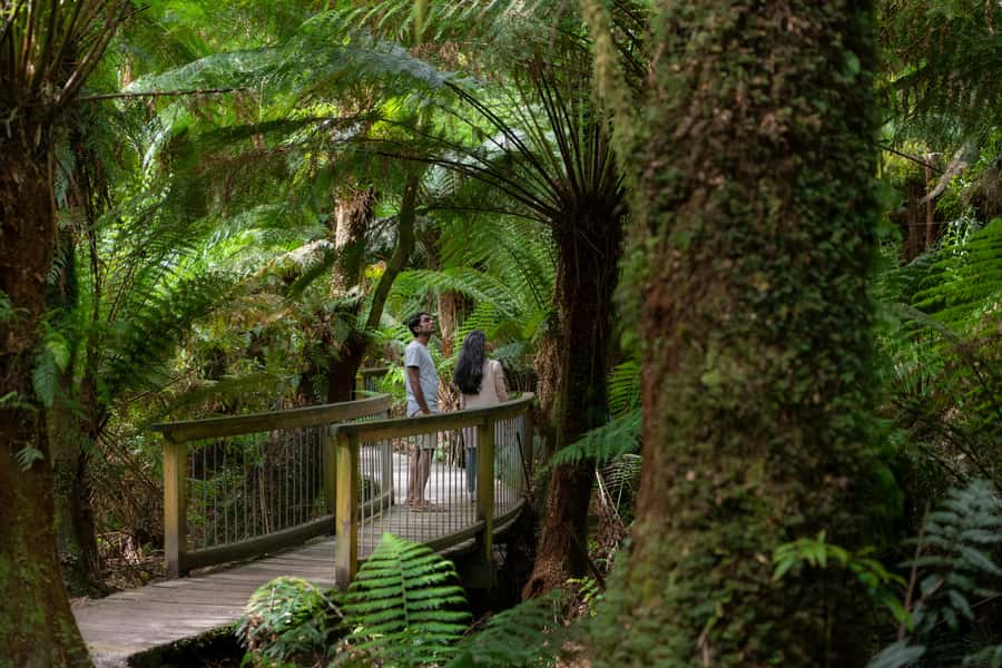 Melbourne: Great Ocean Road & Rainforest Trip - Anglesea gives you the first taste of the coast