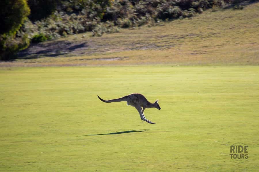 Melbourne: Great Ocean Road & Wildlife Tour for Backpackers - Great Otway National Park shifts the mood