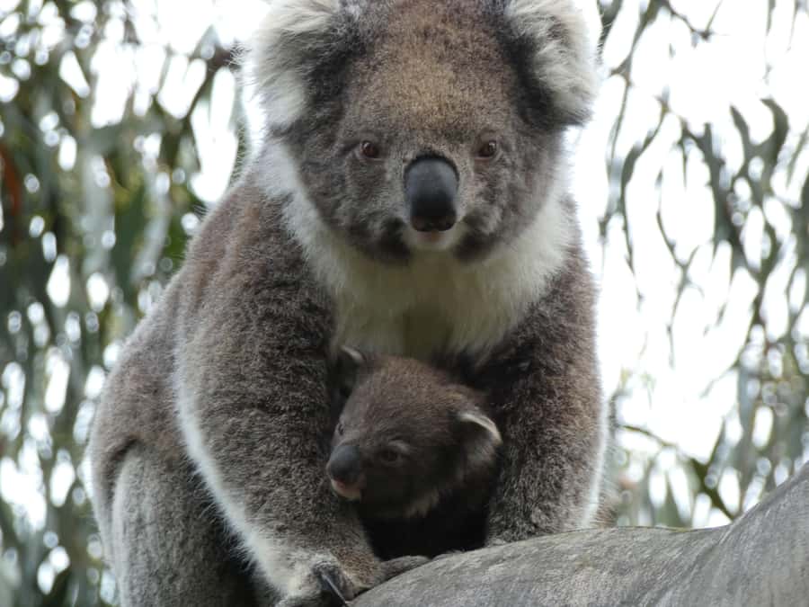 Melbourne: Great Ocean Road & Wildlife Tour for Backpackers - Kangaroos finish the wildlife hunt