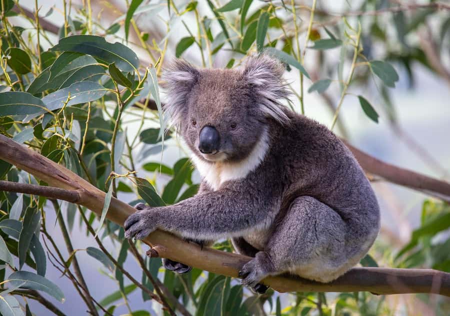 Melbourne: Great Ocean Road & Wildlife Tour for Backpackers - Gibson Steps bring you down to sea level