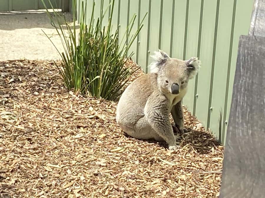 Melbourne: Moonlit Sanctuary and Brighton Beach Boxes Tour - Why the small group matters