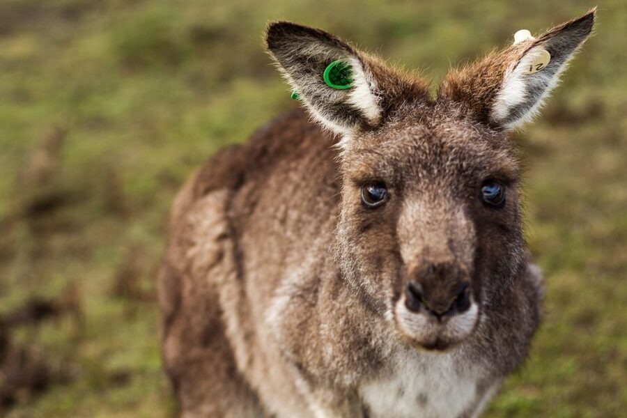 Melbourne: Mornington Peninsula & Hot Springs Tour 8 pax max - A cafe stop before the hot springs