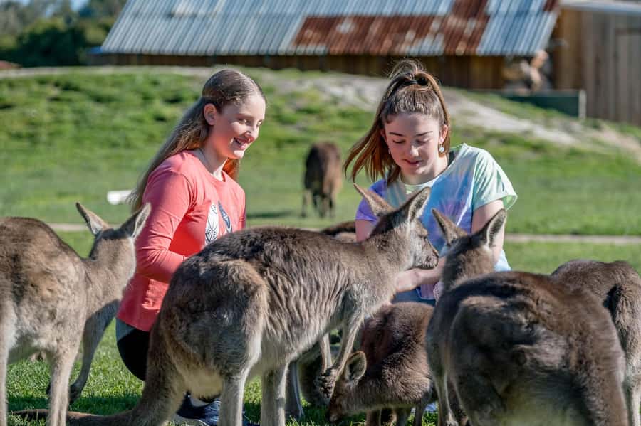 Melbourne: Penguin Parade Tour with Puffing Billy Train Ride - Key points to know before booking