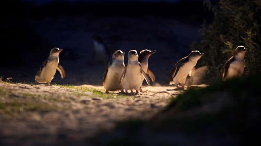 Melbourne: Penguin Parade Tour with Puffing Billy Train Ride - Waiting for the little penguins