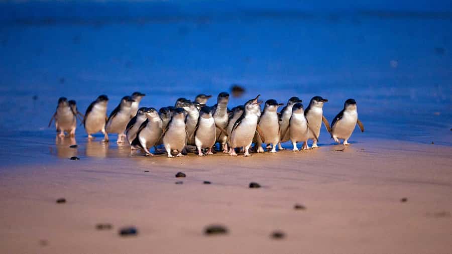 Melbourne: Penguin Parade Tour with Puffing Billy Train Ride - Brighton’s painted beach huts
