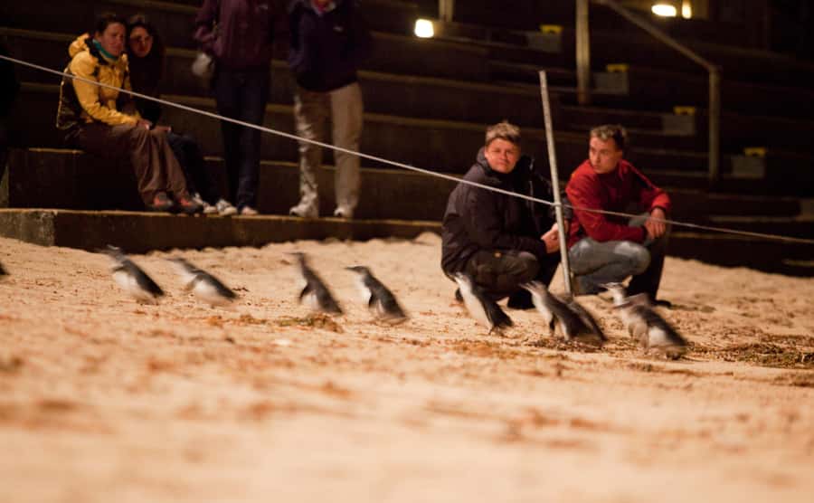 Melbourne: Phillip Island Tour & Penguin Parade - Moonlit Sanctuary and Australia’s native animals