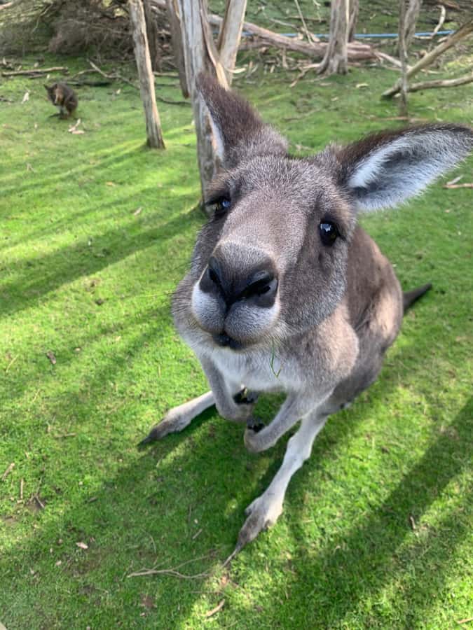 Melbourne: Phillip Island Tour & Penguin Parade - The Nobbies and Seal Rock provide the best coastal views