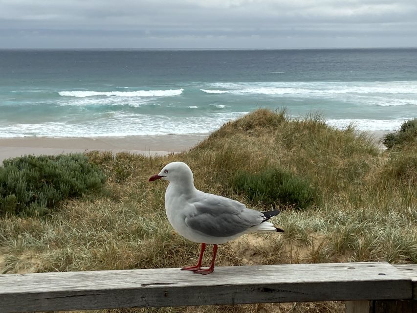 Melbourne: Phillip Island Tour & Penguin Parade - Pickup details can make the morning easier