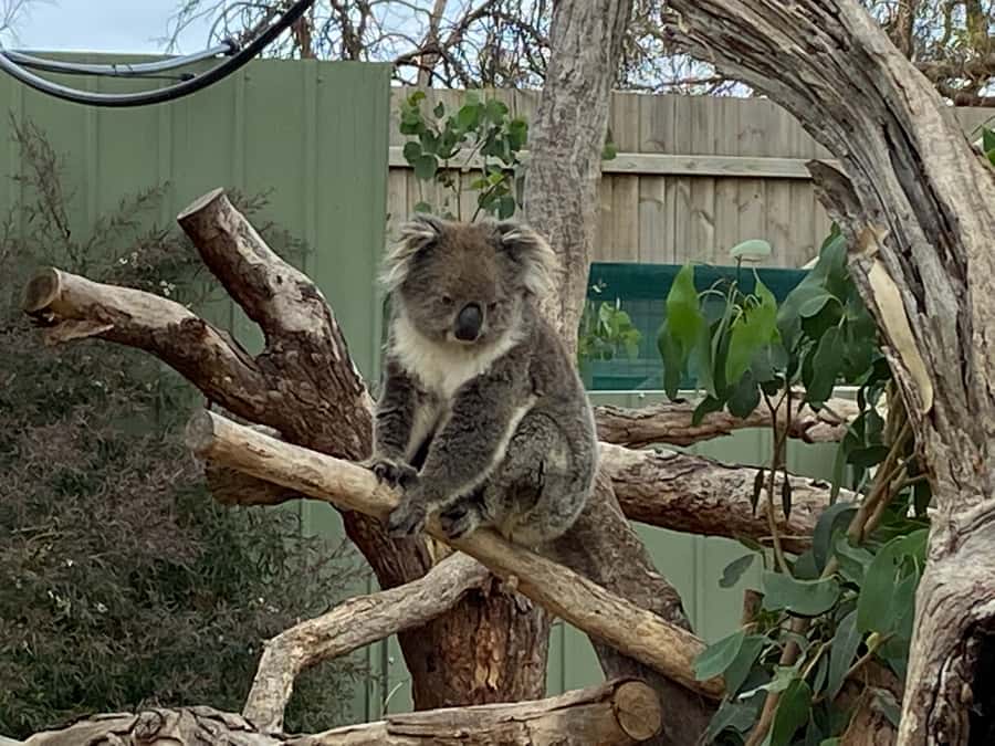 Melbourne: Phillip Island Tour & Penguin Parade - Who will enjoy this Phillip Island day trip?